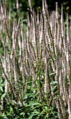 VERONICASTRUM VIRGINICUM PINK GLOW