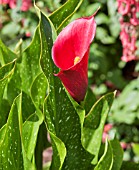 ZANTEDESCHIA PHILOMENA