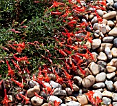 ZAUSCHNERIA CALIFORNICA DUBLIN