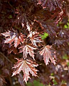 ACER PLATANOIDES CRIMSON SENTRY