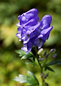 ACONITUM CARMICHAELII