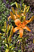 LILIUM HARVEST