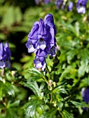 ACONITUM CARMICHAELII