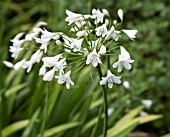 AGAPANTHUS LADY MOORE