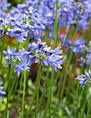 AGAPANTHUS LILLIPUT PALE FORM