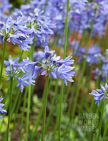 AGAPANTHUS_LILLIPUT_PALE_FORM