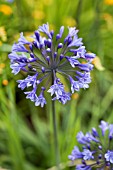 AGAPANTHUS MIDNIGHT BLUE