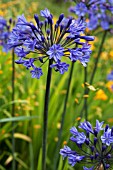 AGAPANTHUS MIDNIGHT BLUE