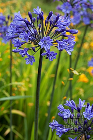 AGAPANTHUS_MIDNIGHT_BLUE