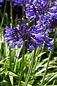 AGAPANTHUS NAVY BLUE