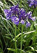 AGAPANTHUS NAVY BLUE