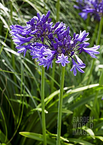 AGAPANTHUS_NAVY_BLUE