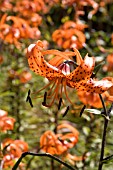 LILIUM LANCIFOLIUM FORREST FORM