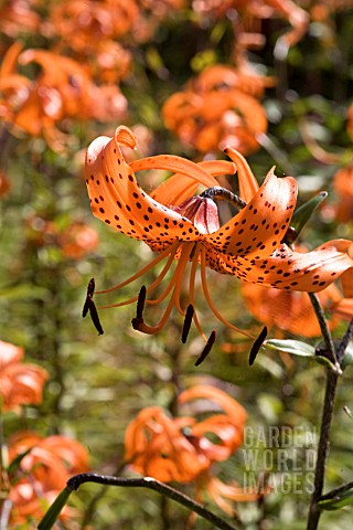 LILIUM_LANCIFOLIUM_FORREST_FORM