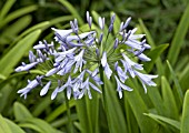 AGAPANTHUS CAULESCENS