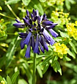 AGAPANTHUS INAPERTUS SSP. PENDULUS