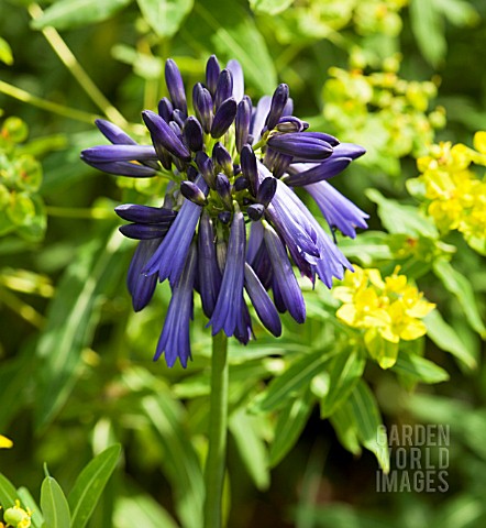 AGAPANTHUS_INAPERTUS_SSP_PENDULUS