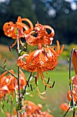 LILIUM LANCIFOLIUM FORREST FORM