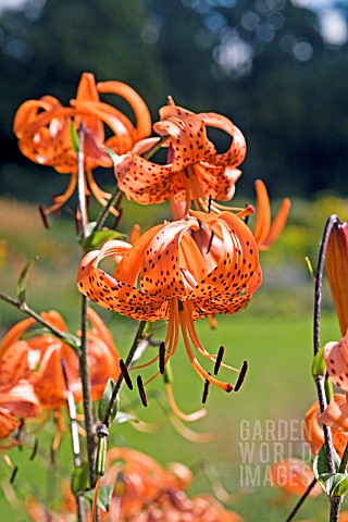 LILIUM_LANCIFOLIUM_FORREST_FORM