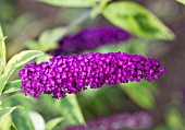 BUDDLEIA DAVIDII SANTANA