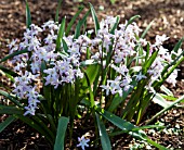 CHIONODOXA FORBESII PINK GIANT