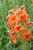 LILIUM LANCIFOLIUM VAR. SPLENDENS