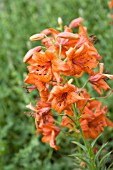 LILIUM LANCIFOLIUM VAR. SPLENDENS