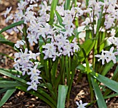 CHIONODOXA FORBESII PINK GIANT