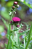 CIRSIUM RIVULARE ATROPURPUREUM