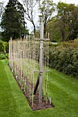 CORDON-GROWN SWEETPEAS