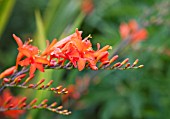 CROCOSMIA ORANGE DEVIL