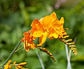 CROCOSMIA WALBERTON YELLOW