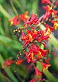 CROCOSMIA X CROCOSMIFLORA JACKANAPES