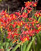 CROCOSMIA X CROCOSMIFLORA JACKANAPES