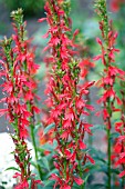 LOBELIA CARDINALIS