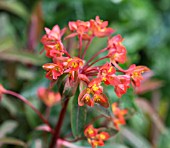 EUPHORBIA GRIFFITHII FIREGLOW