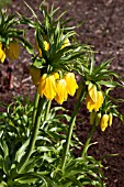 FRITILLARIA IMPERIALIS LUTEA