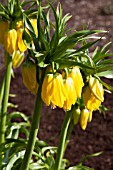 FRITILLARIA IMPERIALIS LUTEA