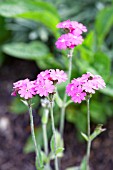 LYCHNIS FLOS-JOVIS HORTS VARIETY