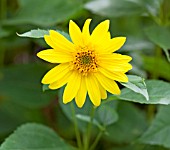 HELIANTHUS CAPENOCH SUPREME