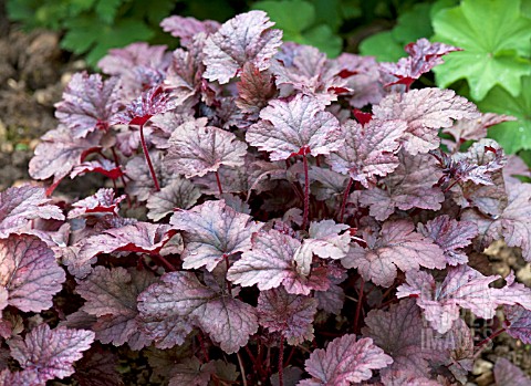 HEUCHERA_PLUM_PUDDING