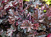 HEUCHERA PRINCE