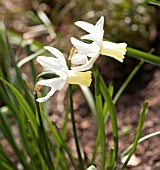 NARCISSUS JENNY