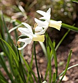 NARCISSUS JENNY