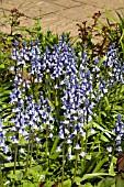 HYACINTHOIDES HISPANICA