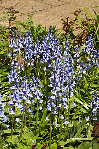 HYACINTHOIDES_HISPANICA