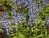 HYACINTHOIDES HISPANICA