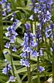 HYACINTHOIDES HISPANICA