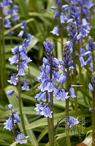 HYACINTHOIDES_HISPANICA