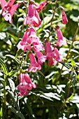 PENSTEMON BRINKSTONE